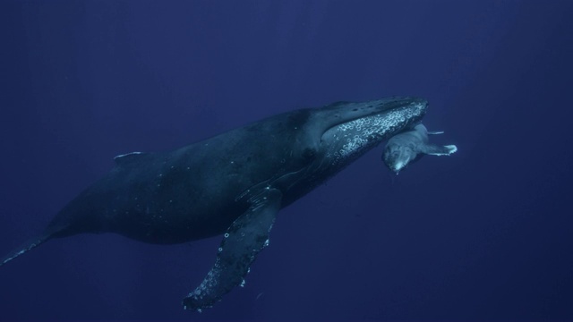 座头鲸和幼鲸在平静的海洋中休息视频素材