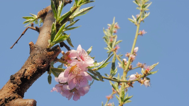 桃树前的鲜花蓝天自然视频素材