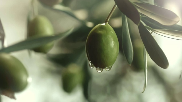 橄榄油从橄榄上滴下来视频素材