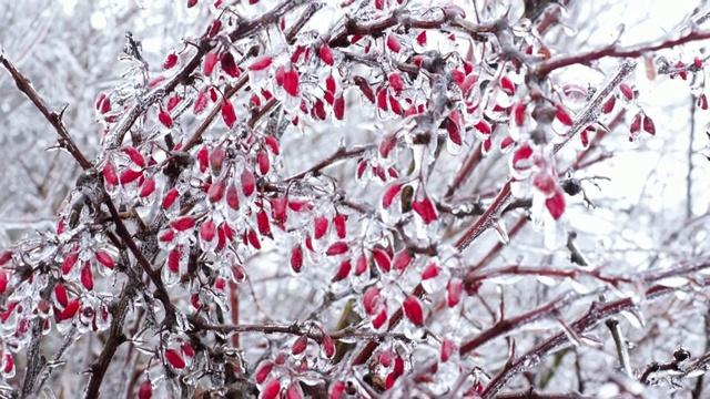 这是小檗树枝上的初霜视频素材