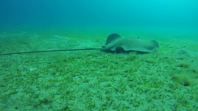 长尾黄貂鱼游过沙地底部-阿布达巴，马萨阿拉姆，红海，埃及，非洲视频素材