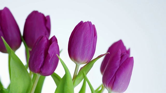 紫色郁金香孤立在白色背景上视频素材