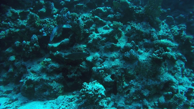 两条潦草的地鲀在珊瑚礁旁边-阿布达巴布，马萨阿拉姆，红海，埃及，非洲视频下载
