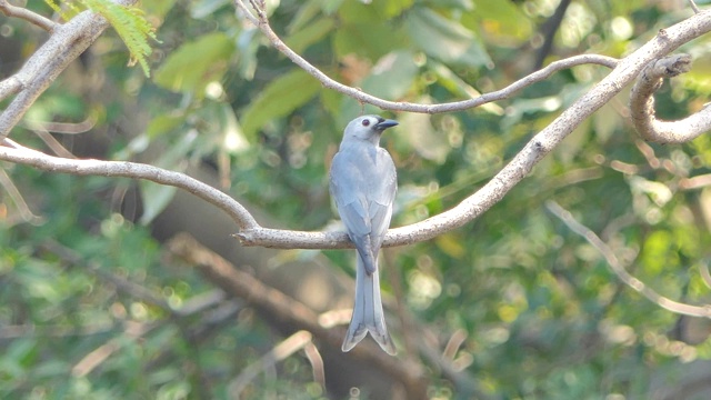 ฺ热带雨林的树枝上的鸟。视频素材