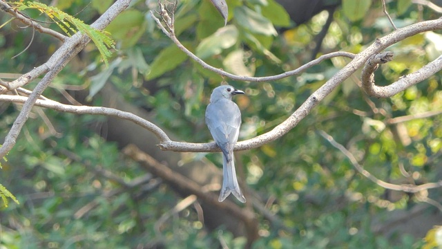 ฺ热带雨林的树枝上的鸟。视频素材