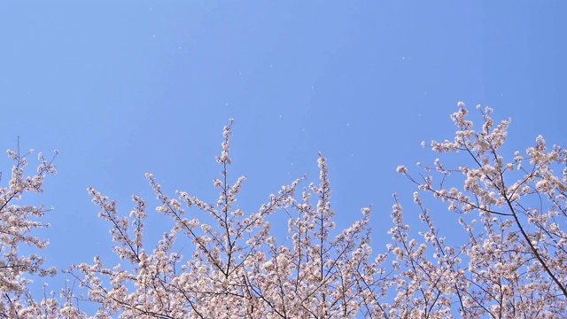 风把樱花的花瓣吹向蓝天视频下载
