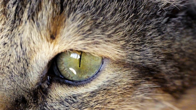 虎斑猫的眼睛。近距离视频素材