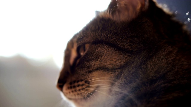 一只猫的肖像。4K视频25帧视频素材