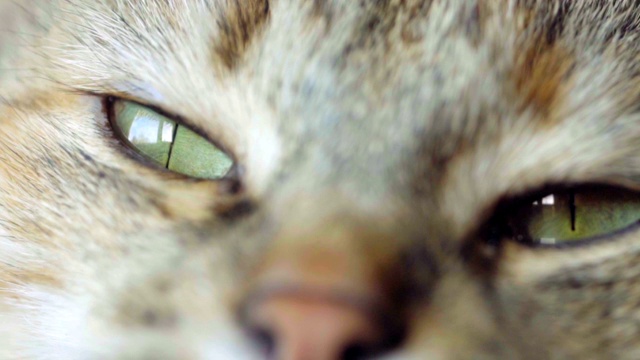 虎斑猫的眼睛。近距离视频素材