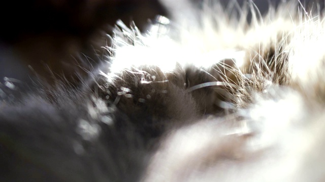 一只猫的肖像。4K视频25帧视频素材