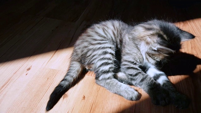 小虎斑猫在阳光下的地板上玩耍视频下载