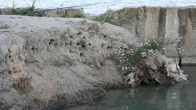 在陡峭的河岸上飞行的沙Martins和它们的巢。视频下载