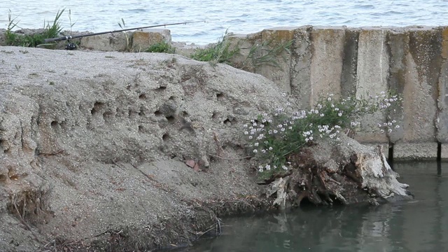 在陡峭的河岸上飞行的沙Martins和它们的巢。视频下载