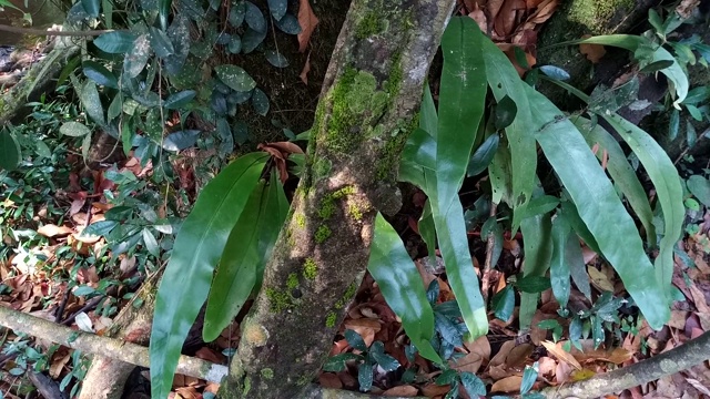 雨林中的蕨类视频下载