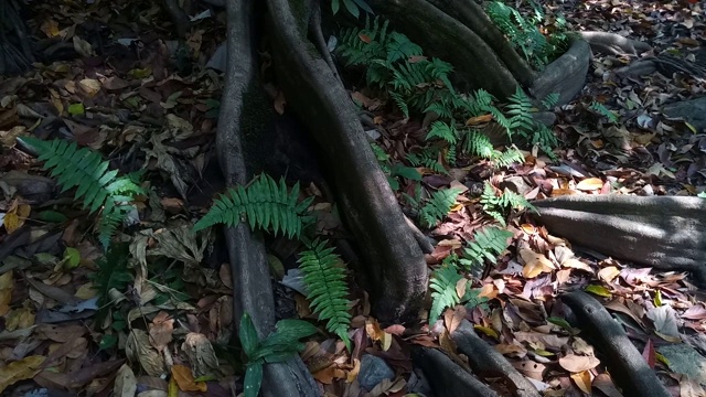 雨林中的蕨类视频素材