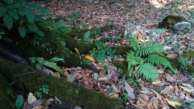 雨林中的蕨类视频素材