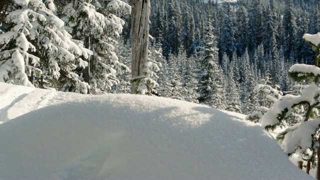 在阳光明媚的冬山雪上快速驾驶雪车视频下载