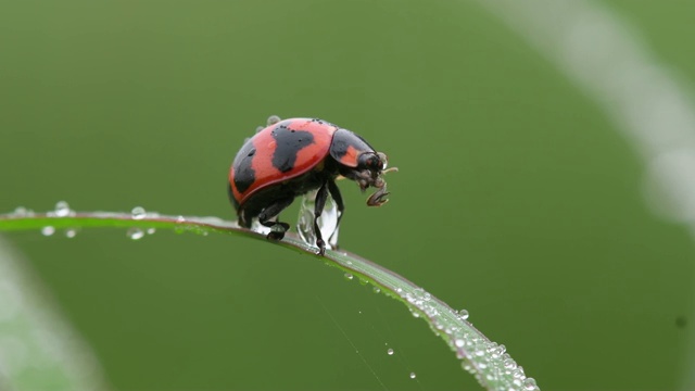 在泰国和东南亚自然背景下的瓢虫甲虫。视频下载