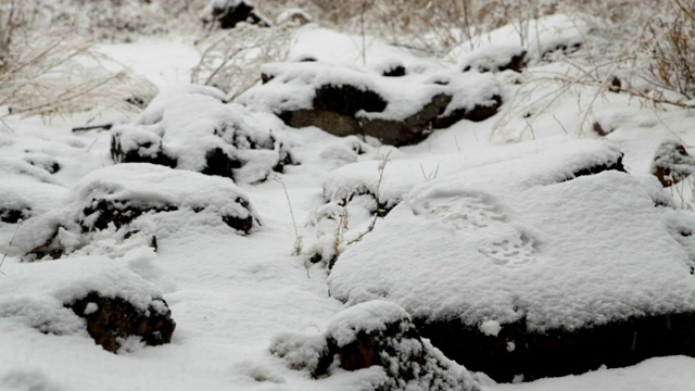 一个年轻人穿着雪鞋在冬天的森林里徒步旅行视频素材