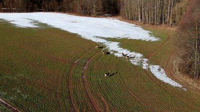 野生动物狍子群在田野上用最后一场雪和麦芽苗，腾空而起视频素材