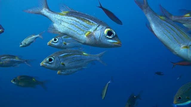一群大眼睛鲷-颌齿鲷，生活在马尔代夫的印度洋的蓝色水域视频下载