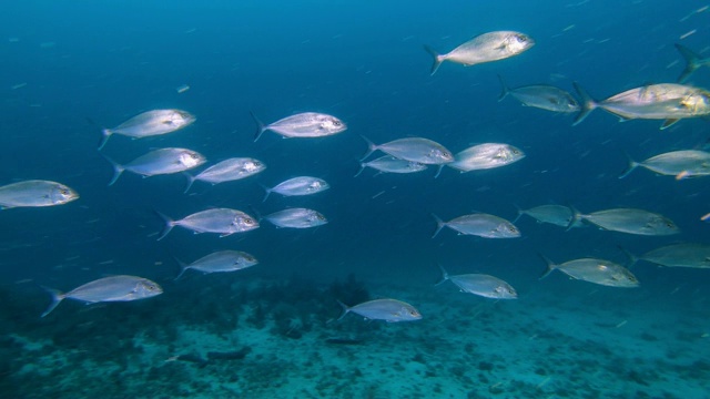 地中海野生动物-杰克鱼在深蓝色的大海中成群视频下载