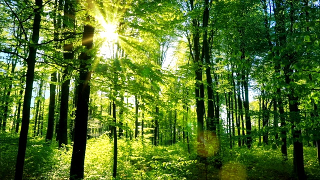 清新的绿色山毛榉林被春天温暖的阳光照得美丽视频素材