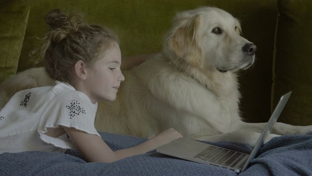 女孩使用笔记本电脑，而躺在沙发上的金毛猎犬视频素材