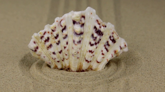 Zoom，贝壳在一个由沙子做成的圆圈的中心伸出来。视频下载