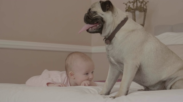 哈巴狗在家里的床上舔女婴视频素材
