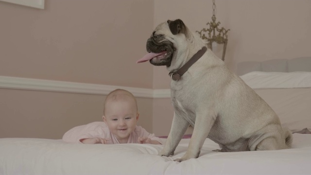 可爱的小女孩看着哈巴狗在床上打哈欠视频素材