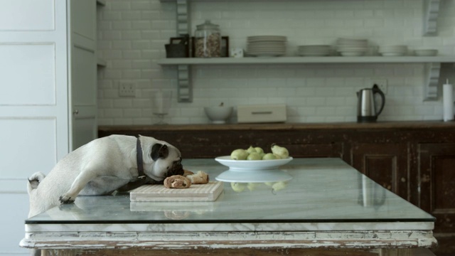 可爱的哈巴狗在家里吃东西视频素材