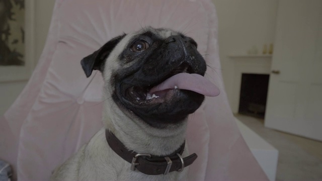 可爱的哈巴狗在家里的椅子上喘气视频素材