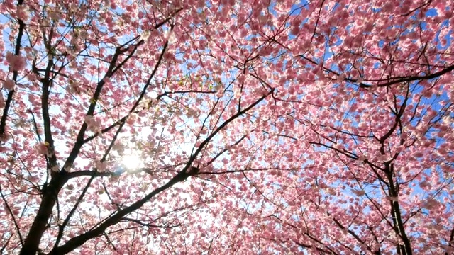 樱花在阳光下绽放视频下载