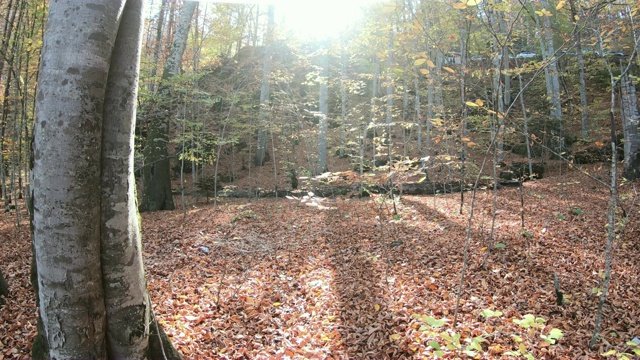 秋季和森林景观视频素材