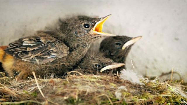 饥饿的夜莺在巢中孵化视频下载
