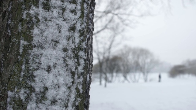 雪下降。雪中的树视频下载