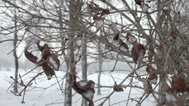 落在树的背景上的雪视频下载