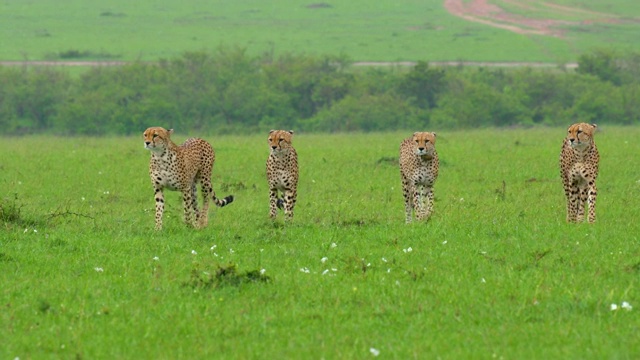 非洲肯尼亚马赛马拉，猎豹成群行走视频下载