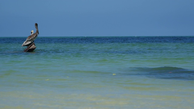 野生鹈鹕在美丽的翡翠海，尤卡坦半岛，墨西哥。视频素材