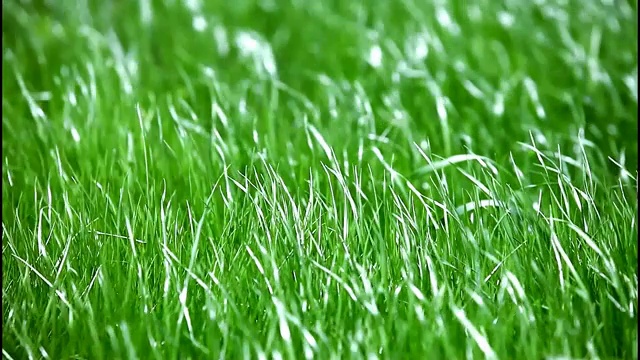 风吹绿草视频素材