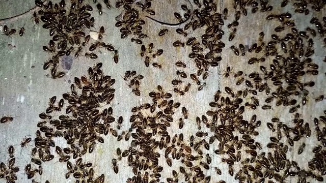 木制 白蚁 自然 害虫视频素材下载 正版视频vcg42n Vcg Com