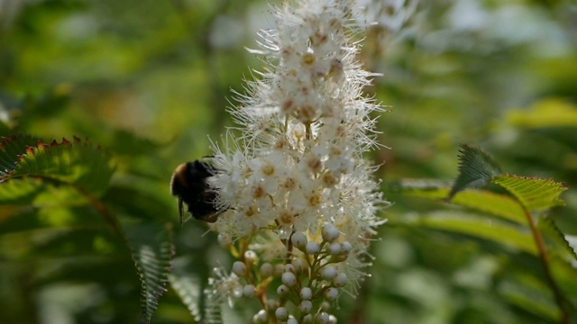 飞行工蜂从白花地里采集花蜜。夏天自然背景。特写镜头视频下载