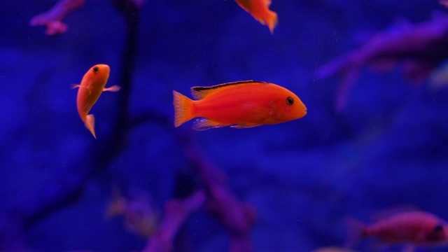 在蓝色背景下，明亮的橙色鱼在水族馆游泳，超高清，4k视频下载