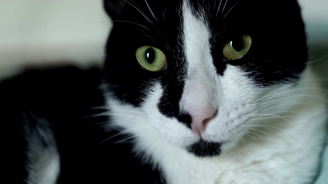 黑白猫的肖像，特写视频素材