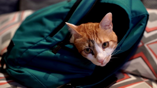 猫在背包里休息视频素材