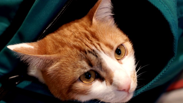 背包里的猫——有趣的动物概念视频素材