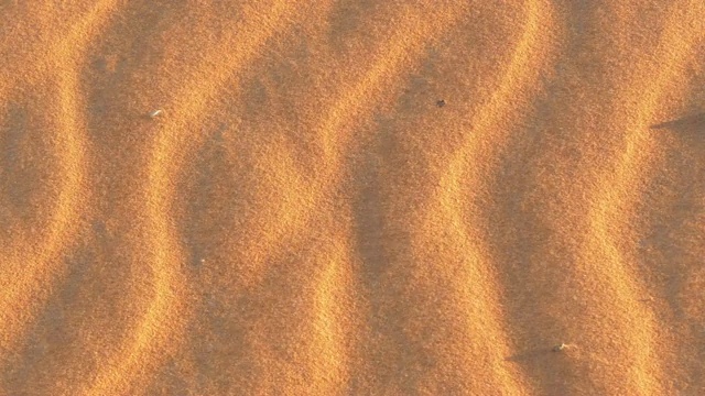 撒哈拉沙漠的风视频下载