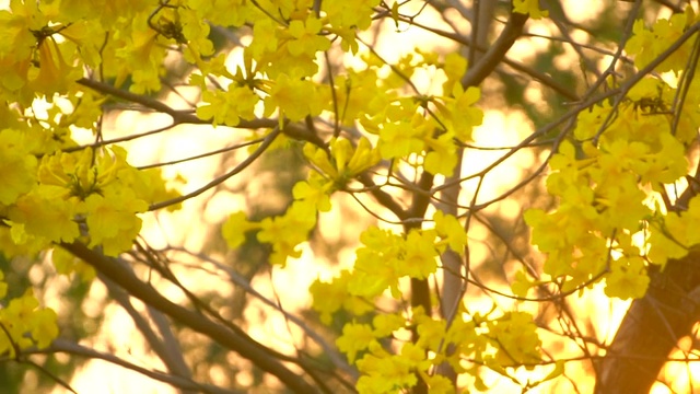 情意绵绵的阳光透过黄花看着视频素材