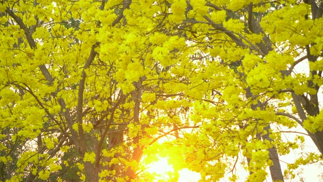 情意绵绵的阳光透过黄花看着视频素材
